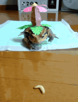 뿔충이를 잡아먹는 이상해꽃.gif | 인스티즈