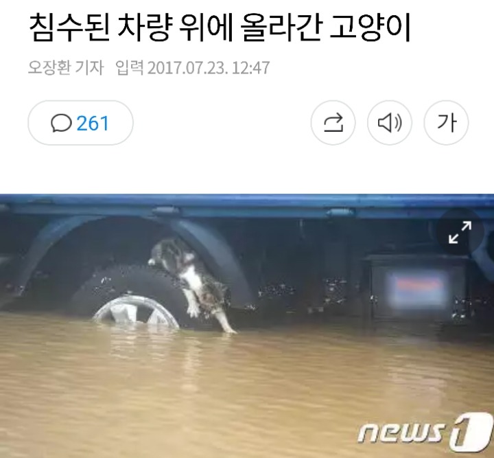 침수된 차량 위에 올라간 고양이 | 인스티즈