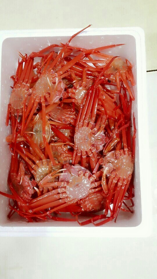 바다홍게 이미지