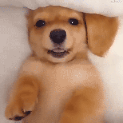 윙크하는 강아지.gif | 인스티즈