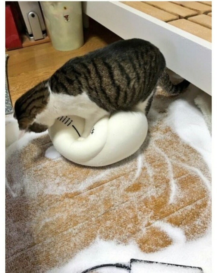 꾹꾹이라 하면 당연히 고냥이부르는거지! | 인스티즈