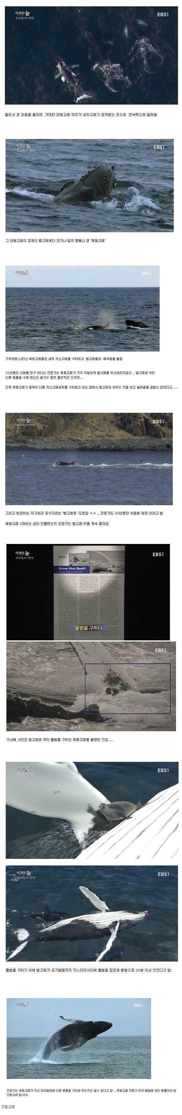 갓등고래ㄷㄷㄷ.jpg | 인스티즈