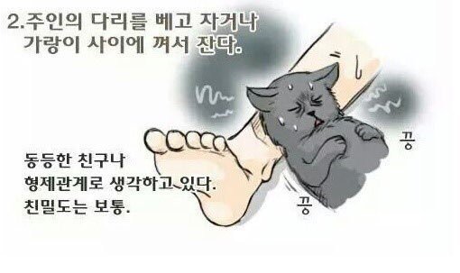 냥냥이와 집사와의 친밀도 테스트 | 인스티즈