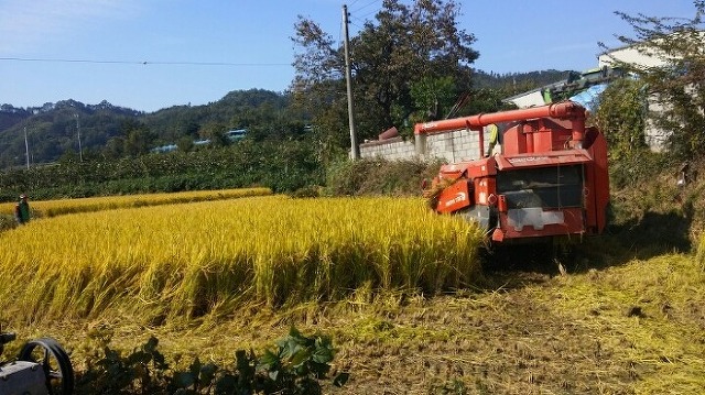 2015년 햇잡곡 판매