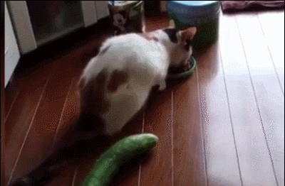 고양이와 오이.gif | 인스티즈