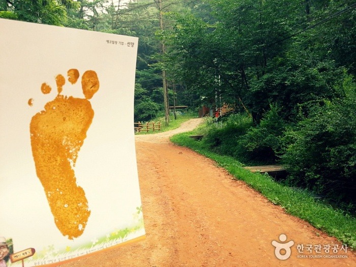 초아랑 대전 계족산 황톳길 가고 싶다 | 인스티즈
