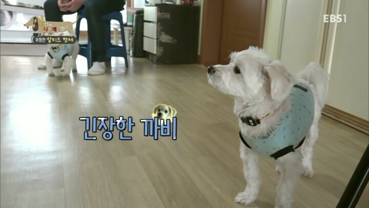 공격적인 반려견이 되는 이유 2부.jp | 인스티즈