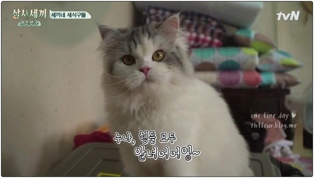 심쿵주의 삼시세끼 윤균상 반려묘 쿵이와몽이 심쿵주의 | 인스티즈