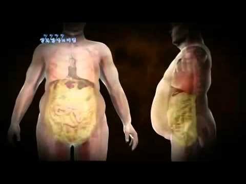 침묵의 암살자 뱃속의 시한폭탄 내장지방의 위험성 | 인스티즈