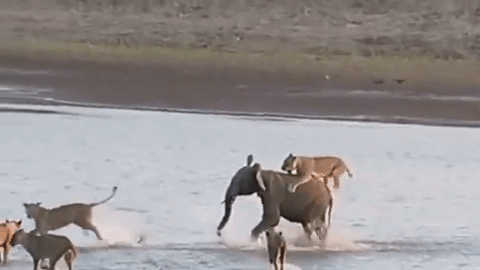 사자 14마리를 물리친 용맹한 코끼리 | 인스티즈