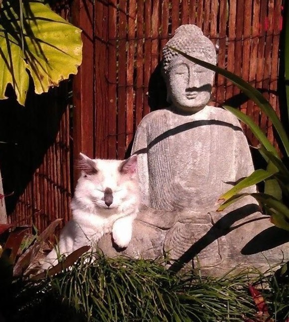 불상과 고양이.jpg | 인스티즈