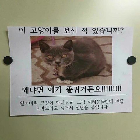 고양이 키우는 놈들 특징 | 인스티즈