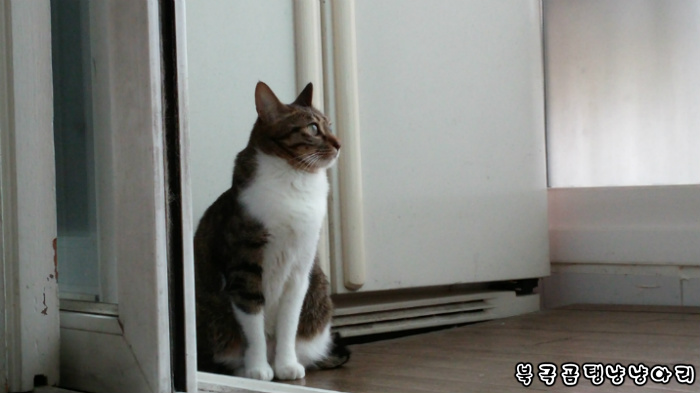 고양이를 싫어하던 떄가 있었다.(사진많음주의) | 인스티즈
