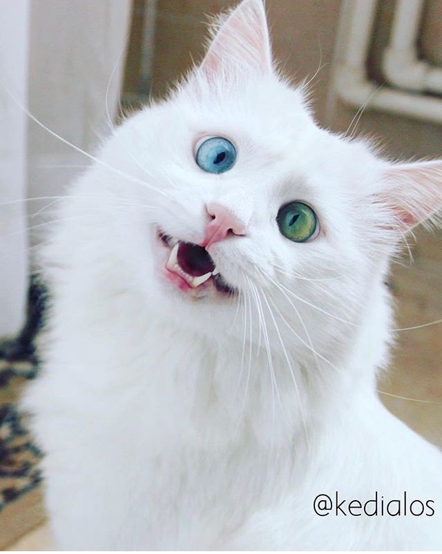 ??? : 너 이거 할 수 있냥? | 인스티즈