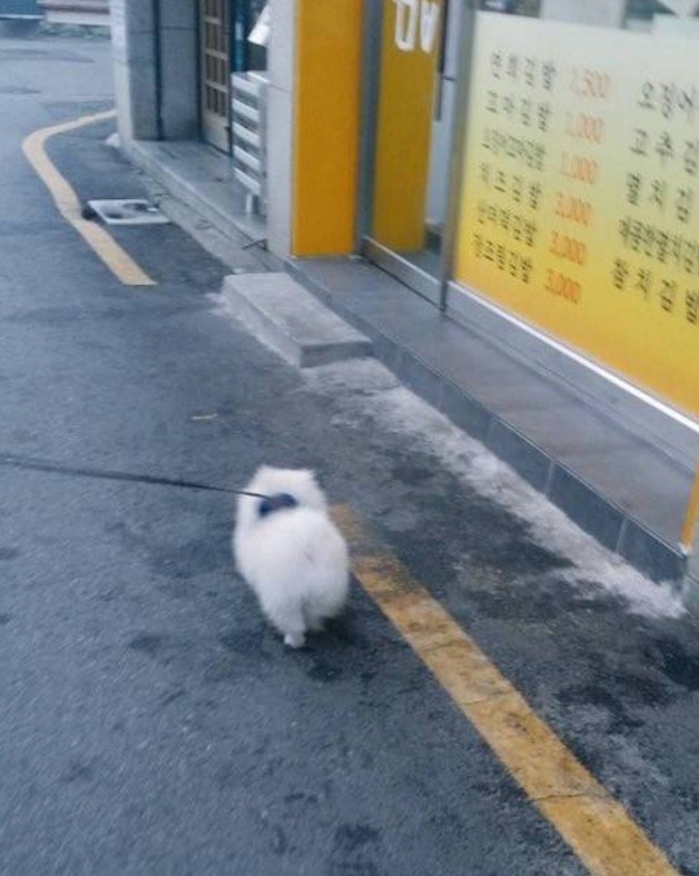 강아지가 외출만 하면 김밥 가게에 가는 이유.......jpg | 인스티즈