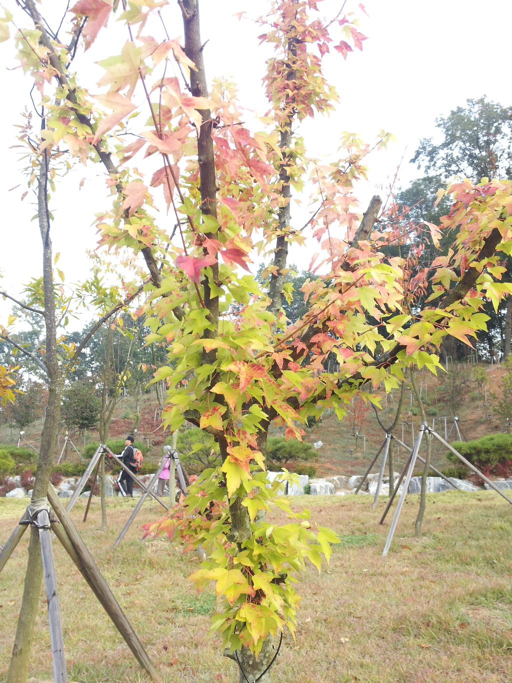 홍두께칼국수보리밥 이미지
