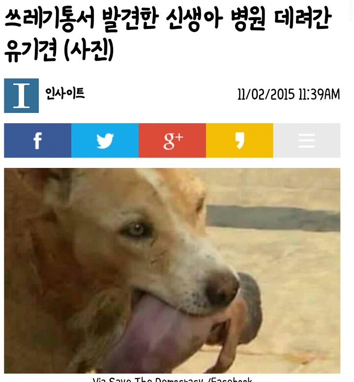 쓰레기통서 발견한 신생아 병원 데려간 유기견 (사진조금놀랄수도) | 인스티즈