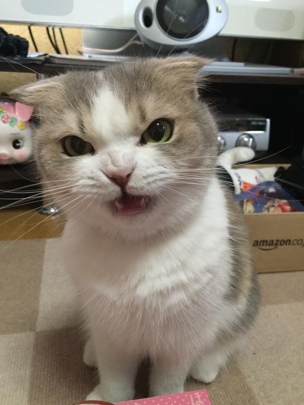 뭐?! 사료가 떨어졌다구?!.JPG | 인스티즈