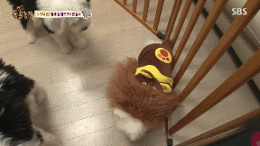 누가 봐도 사자임 아무튼 사자임.gif | 인스티즈