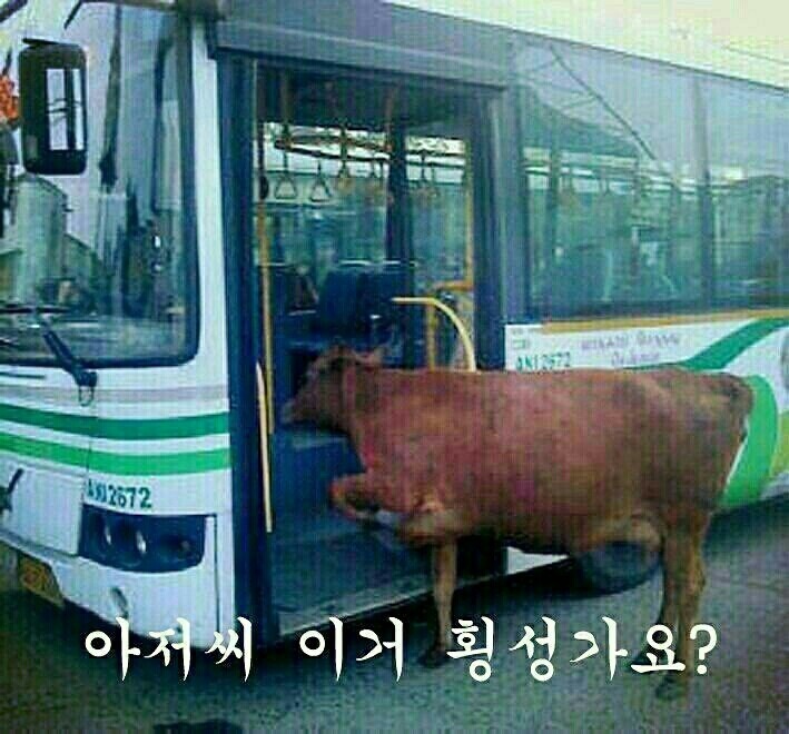 횡성한우 이미지