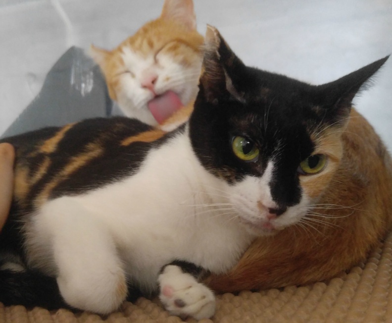 마산의 애니멀호더에게서 구조한 60여마리의 고양이를 도와주세요! 한달 뒤 쉼터가 폐쇄되어 갈 곳이 없습니다.. | 인스티즈