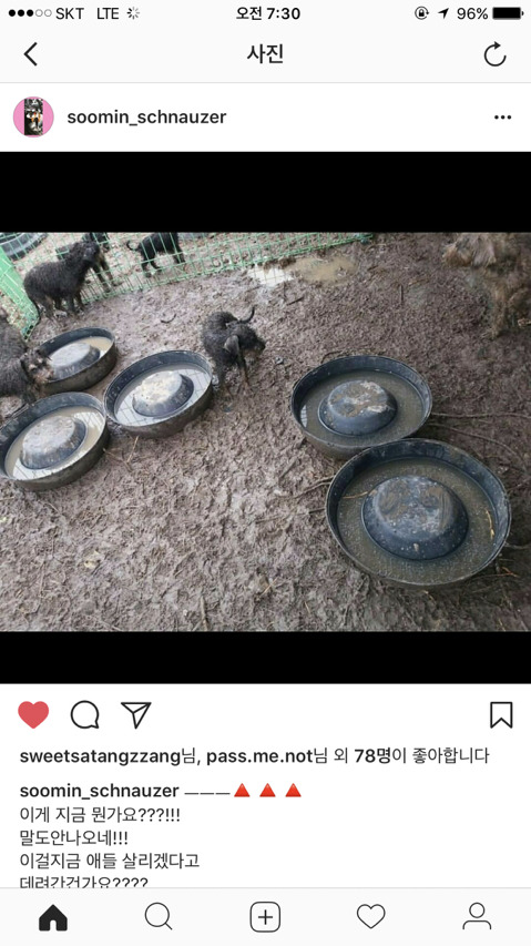 진해유기동물 보호소에 한꺼번에 몇십마리 슈나우저가 구조되어 들어왔어. 하필이면 계속 내리는 비에 온몸이 젖어 덜덜덜 떨고 있대... 한번만 봐줘 | 인스티즈