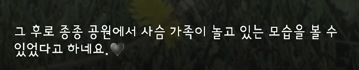 다리 다친 아기사슴을 구해주면 생기는 일.gif (데이터30MB) | 인스티즈