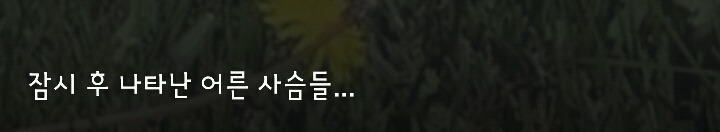 다리 다친 아기사슴을 구해주면 생기는 일.gif (데이터30MB) | 인스티즈