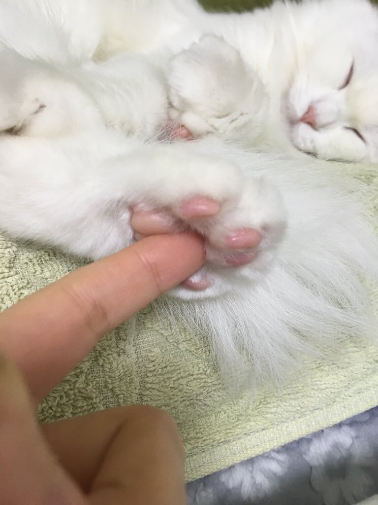 여러분이 고양이에게 하는 짓.twt | 인스티즈