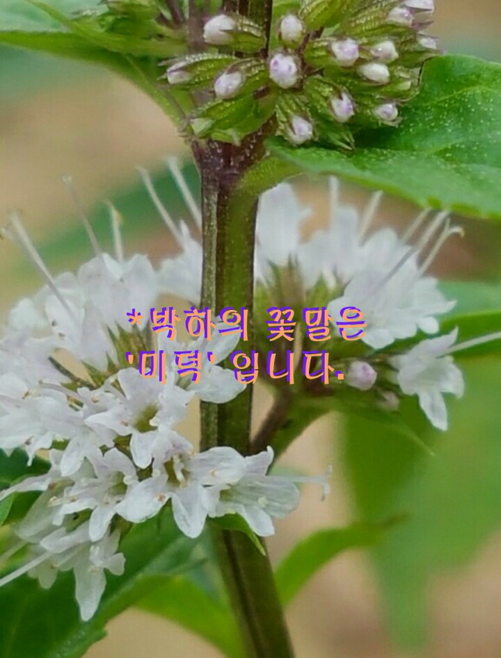 미덕 이미지