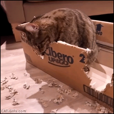 고양이 박스 챌린지.gif | 인스티즈