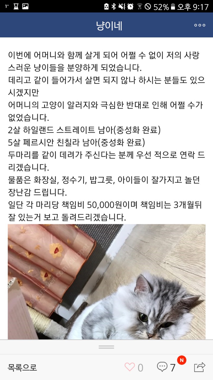 품종묘 교배.분양하는 네이버카페(냥이네) | 인스티즈