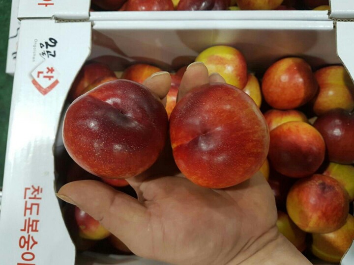천도 이미지