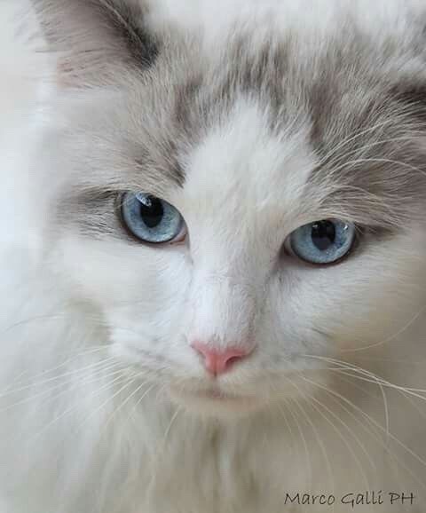 개와 고양이.jpg | 인스티즈