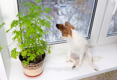 반려견에게 가장 미안한 상황들 | 인스티즈