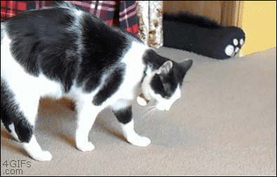 구른다.gif | 인스티즈