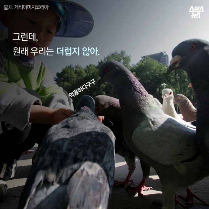 데려온 것도 인간이고 유해동물 취급도 인간이 하네-비둘기는 억울하다 | 인스티즈