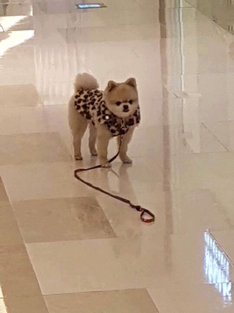 주인새끼가 자기 친구 보더니 목줄 놓고 보러갔다.jpg | 인스티즈