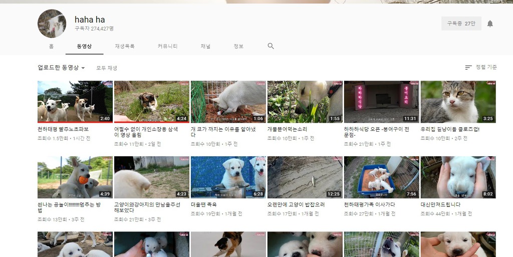 한 다음 카페의 악플로 인해 고통받고 있는 유튜브 채널 haha ha | 인스티즈