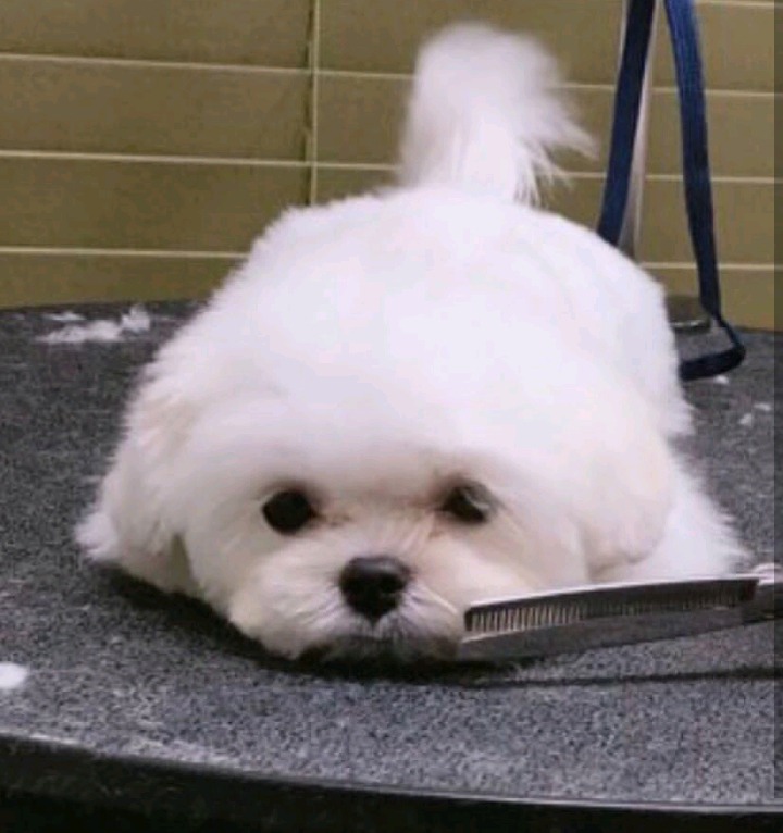 슈퍼주니어 이특이 키우는 반려견 심쿵이.jpg | 인스티즈