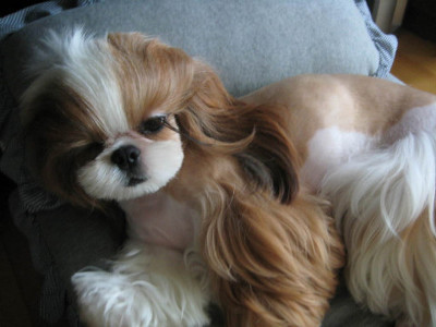 웬만한 사람보다 예쁜 개 | 인스티즈