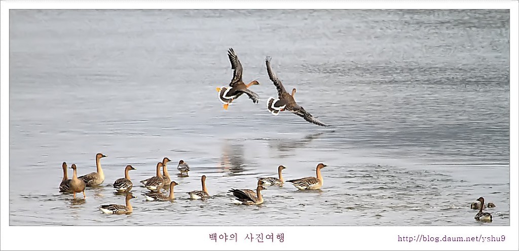 백조 이미지