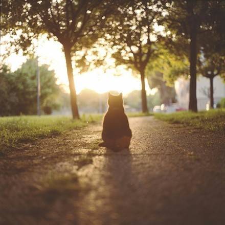 고양이 뒷모습 | 인스티즈