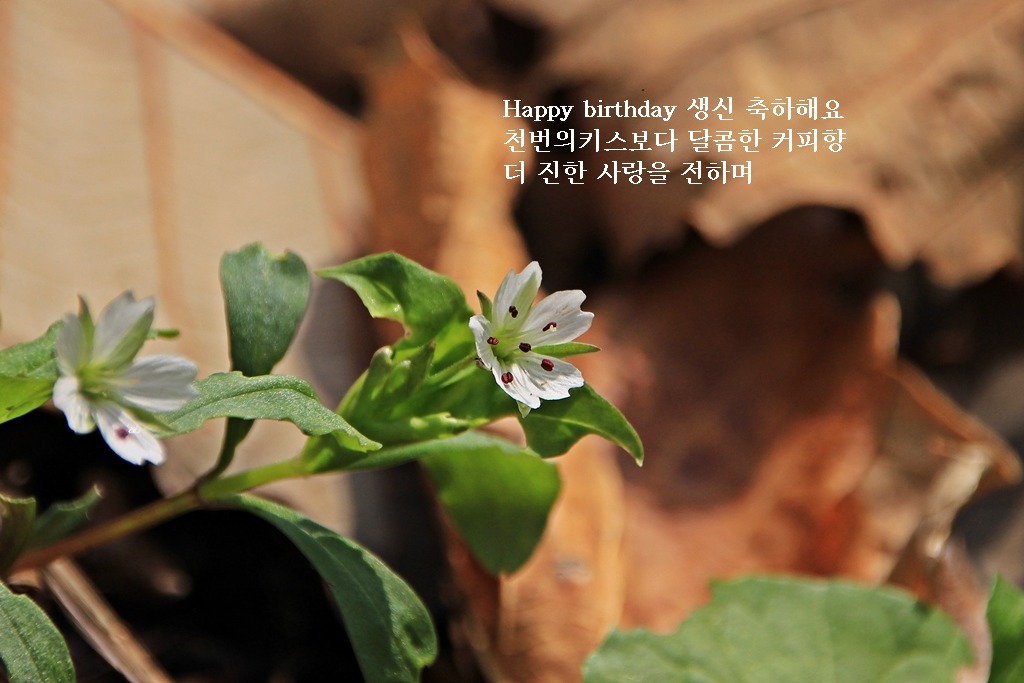 coffee향 이미지