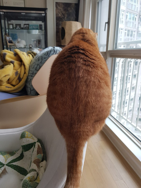 털뭉치 이미지