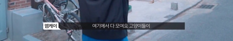 망원동 고양이 밥을 책임지고 있는 아이돌 | 인스티즈
