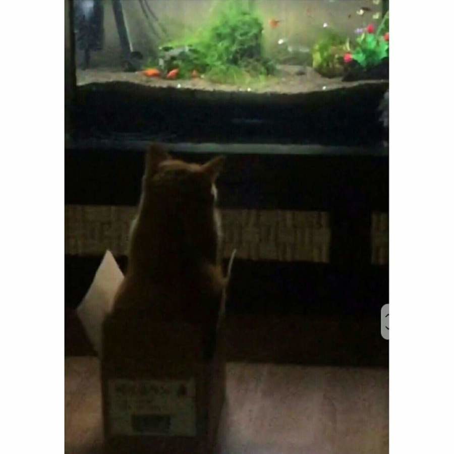 물고기 보다 현자타임 와버린 고양이 | 인스티즈