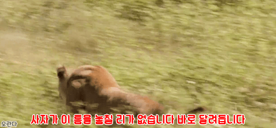 야생에서 일어난 기적적인 재회 | 인스티즈