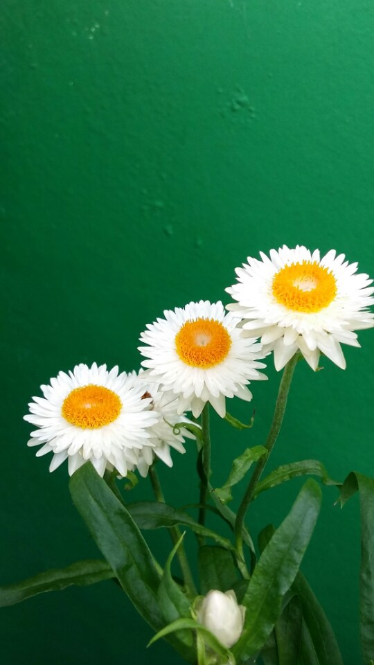 하양통 이미지
