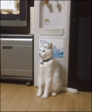 고양이 물리엔진오류 짤 모음.gif | 인스티즈